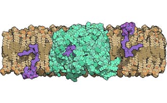 The researchers investigated the structure of an enzyme that helps bacteria build their cell walls.
