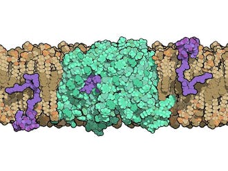 The researchers investigated the structure of an enzyme that helps bacteria build their cell walls.
