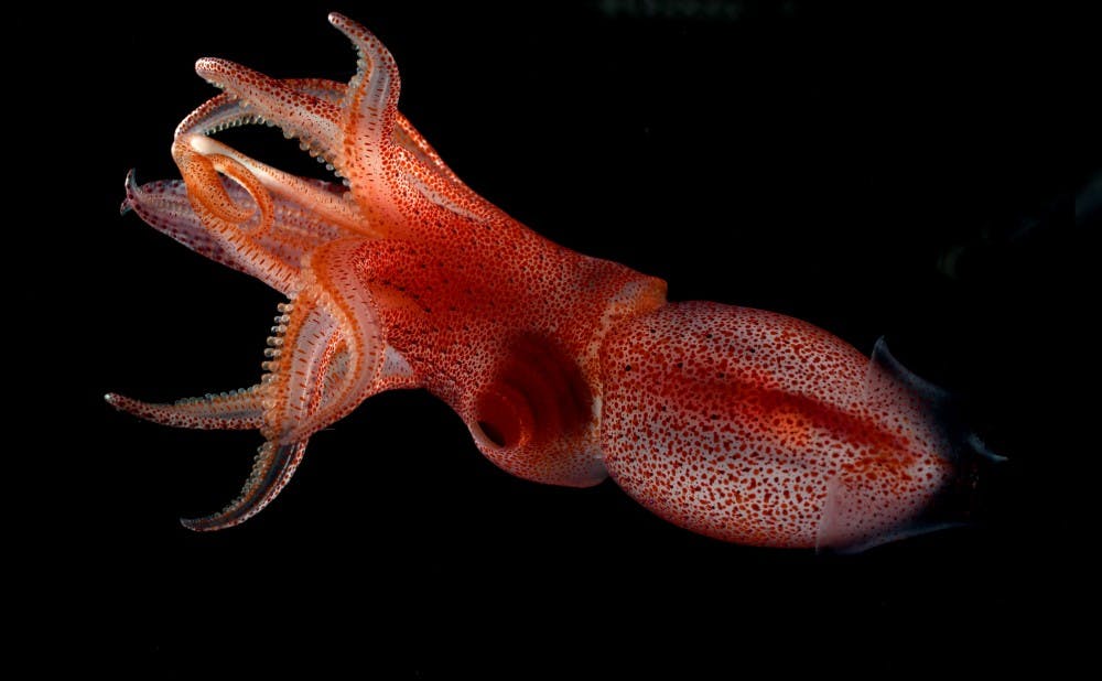 <p>Strawberry squid are known for having&nbsp;one large, bulging, yellow-colored eye and another more normal-sized eye.</p>