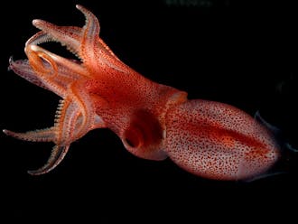 Strawberry squid are known for having&nbsp;one large, bulging, yellow-colored eye and another more normal-sized eye.