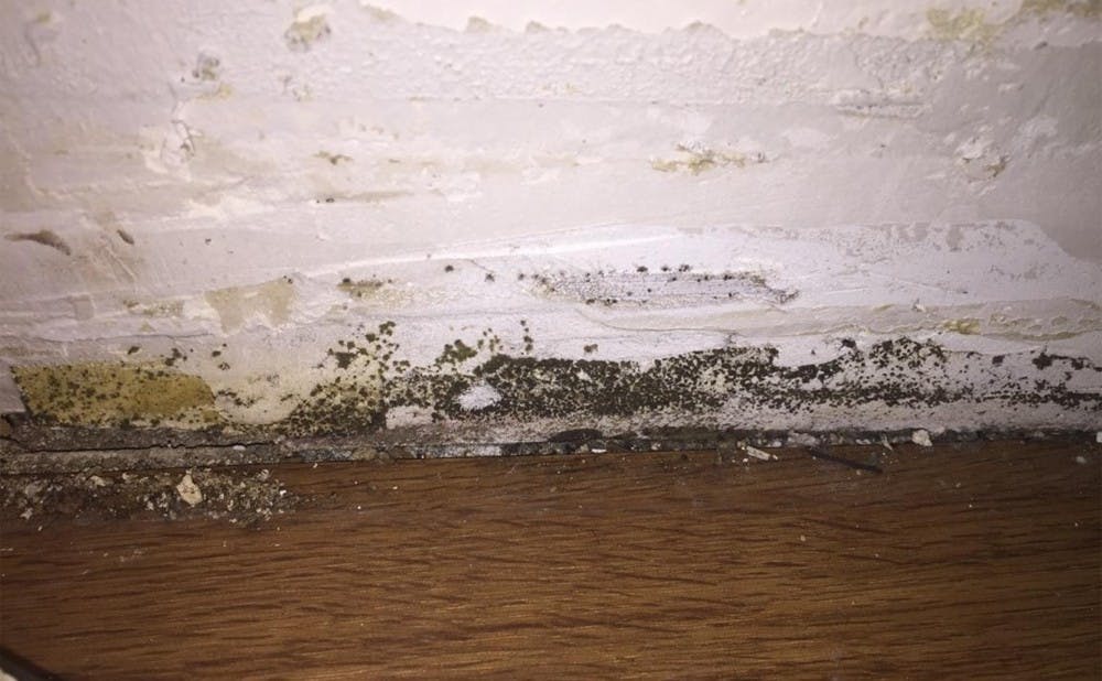 <p>Students have complained that mold growing in their apartments (shown above) has caused them respiratory problems.&nbsp;</p>