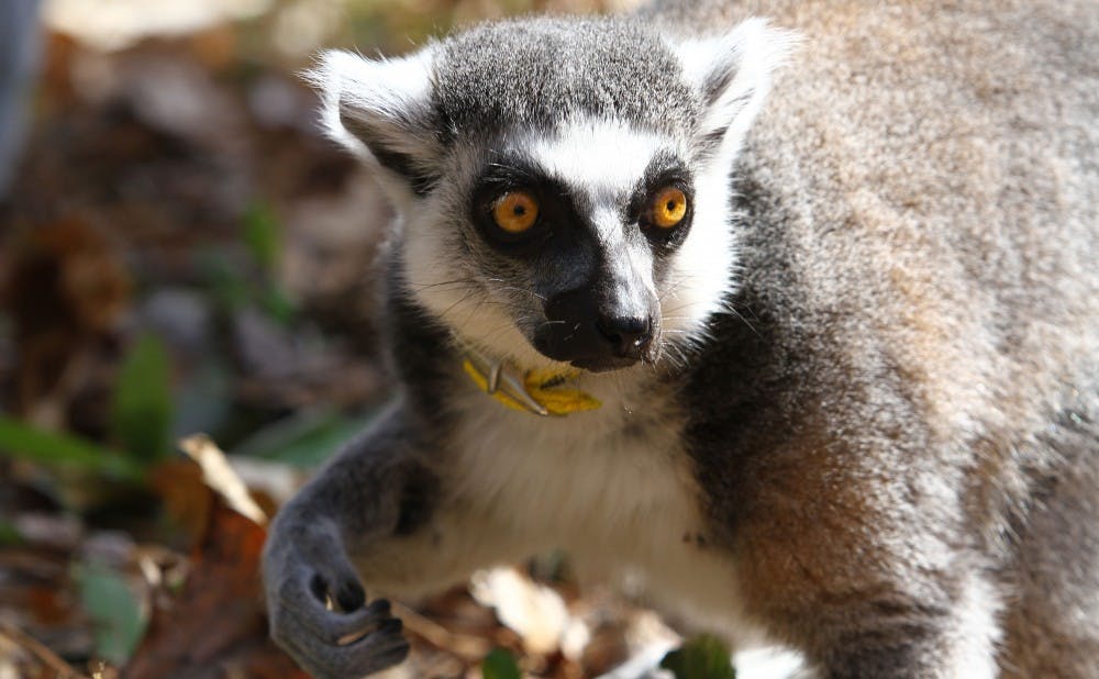 Duke Lemur Center will hold its Lemurpalooza a celebration and educational event, where visitors can sign up to sponsor individual lemurs.