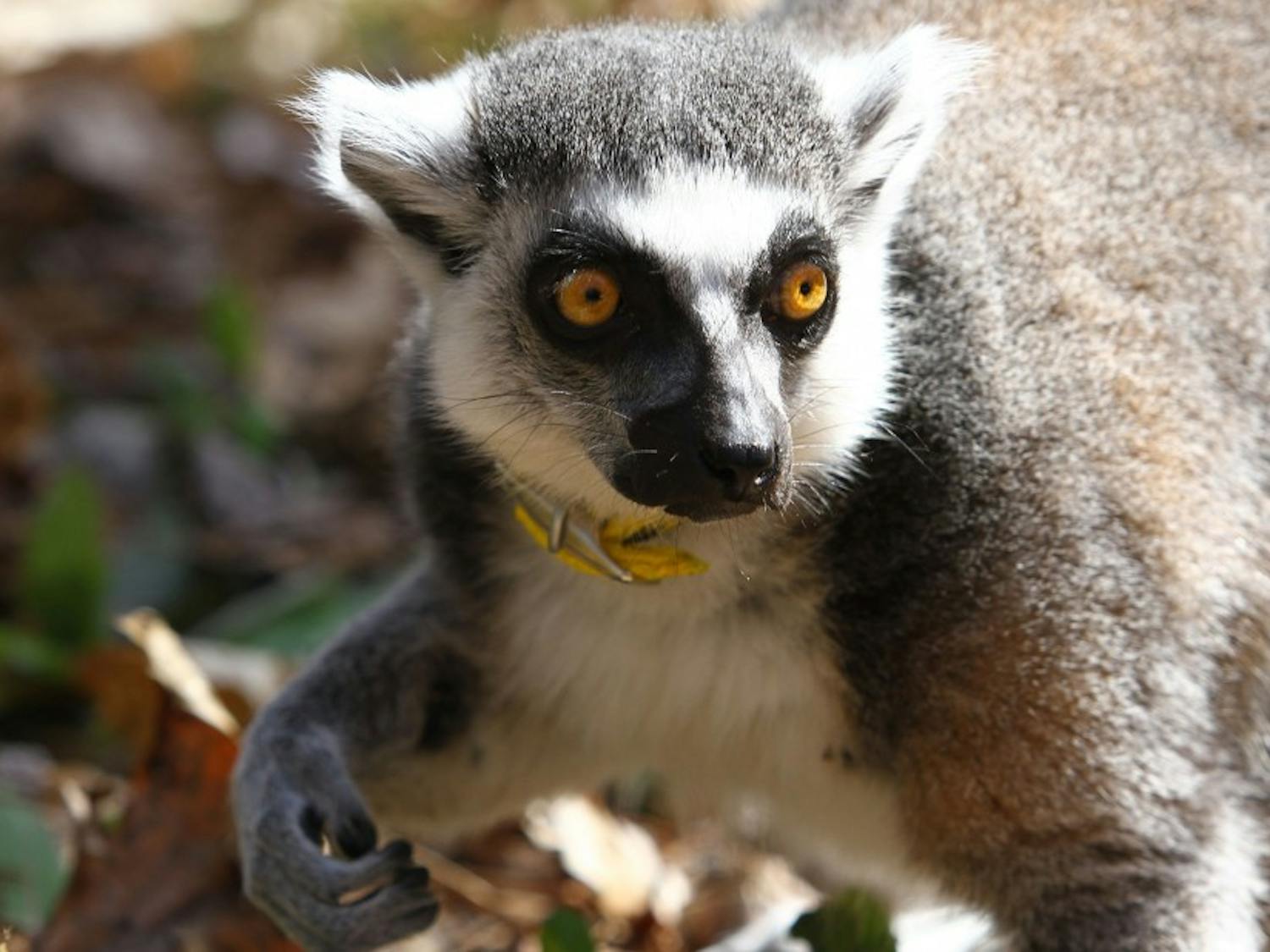 Duke Lemur Center will hold its Lemurpalooza a celebration and educational event, where visitors can sign up to sponsor individual lemurs.