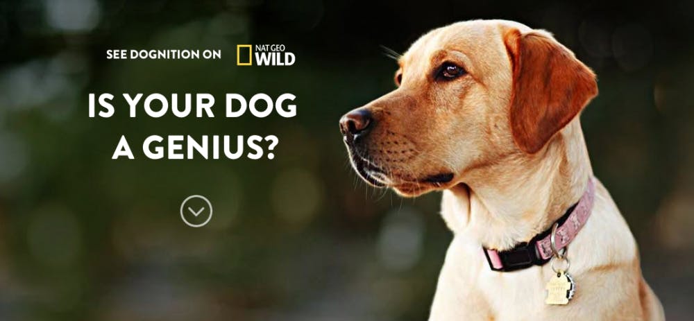 Dognition.com, a website directed by Duke professor Brian Hare that analyzes the psychology of dogs, has been featured on a National Geographic WILD series. | Special to The Chronicle