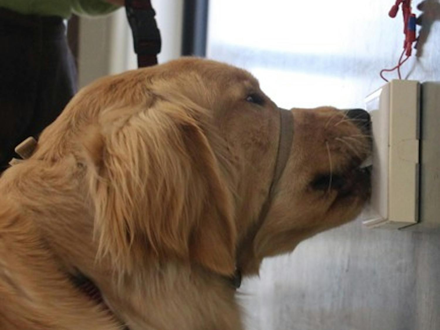 Mac, an 11-month-old Golden Retriever showcases his assistance dog skills by pressing buttons and switching light switches with his nose and his paws. Debra Cunningham is his trainer and Eyes ears Nose and Paws program director