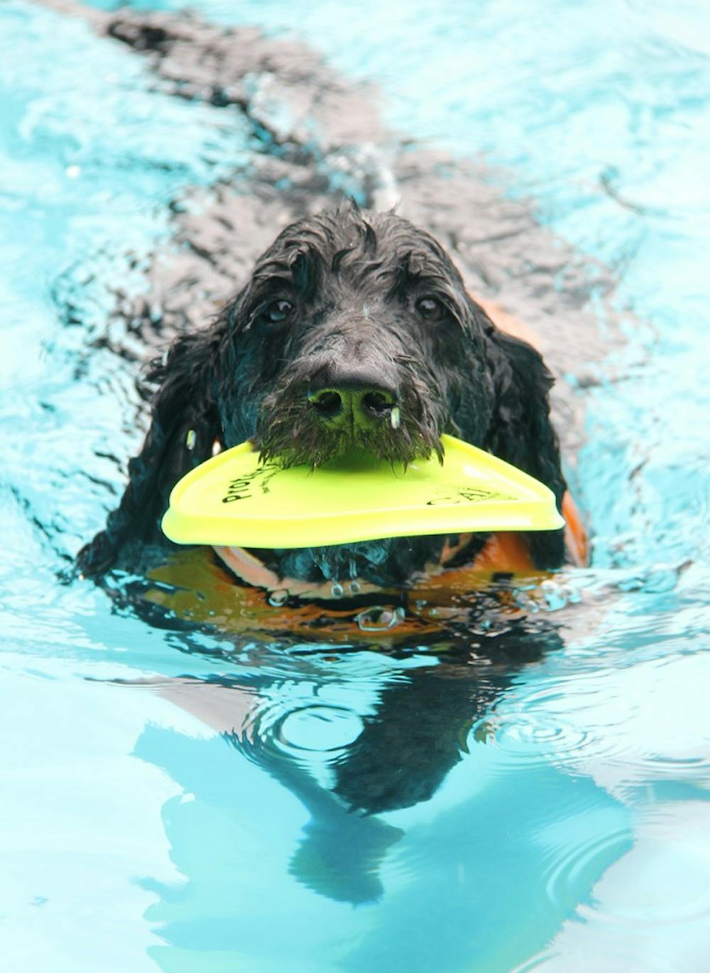 Zepplan brings a frisbee to owner Bayard Atwood during the annual dog swim at A.D. Clark Pool Saturday. 