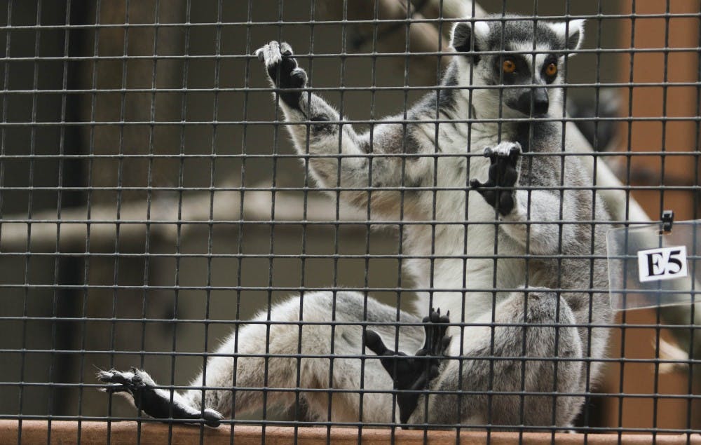Onyx, a ring-tailed lemur, looks out of his cage during Lemurpalooza at Duke Lemur Center in Durham, NC, on Saturday.