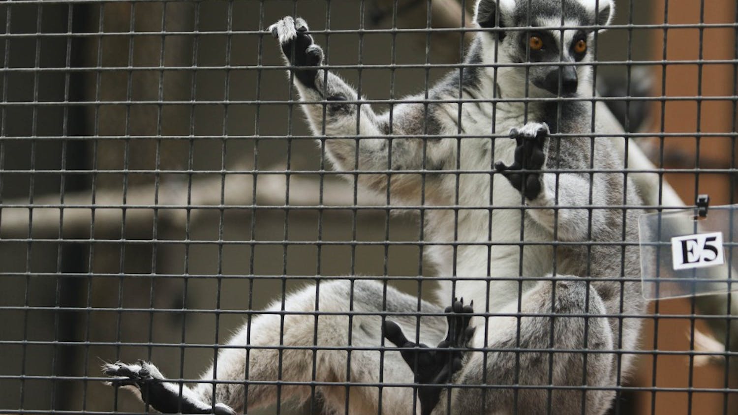 Onyx, a ring-tailed lemur, looks out of his cage during Lemurpalooza at Duke Lemur Center in Durham, NC, on Saturday.