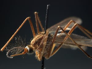 A Culex pipien mosquito specimen in the insect collection at the Field Museum shows the type of mosquito that carries the West Nile virus. 
Photo Courtesy of E. Jason Wambsgans/Chicago Tribune/TNS.