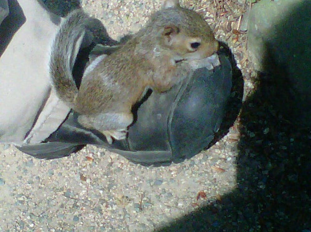 	<p>Photo of a squirrel sitting on a student&#8217;s shoe in the Arboretum via <a href="http://yfrog.com/user/liveinlaughter/profile">@liveinlaughter</a>. </p>