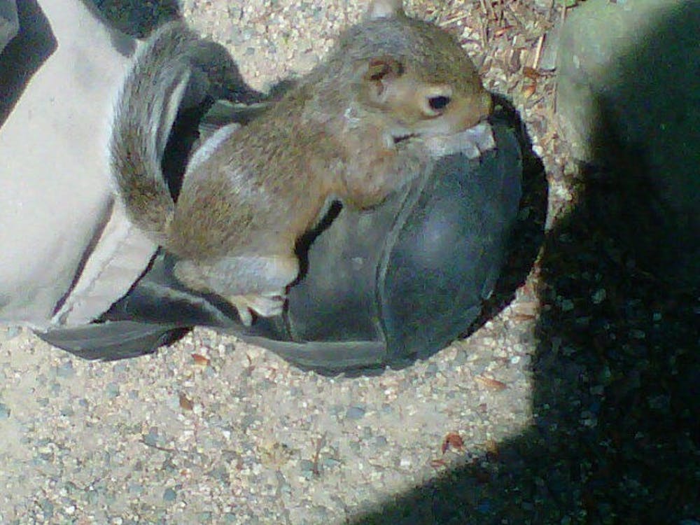 	Photo of a squirrel sitting on a student&#8217;s shoe in the Arboretum via @liveinlaughter. 