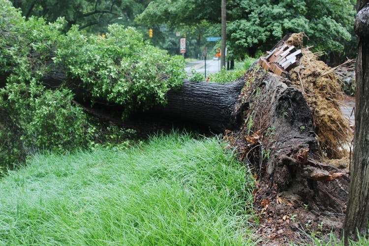 Record rainfall causes flooding, damage - The Daily Tar Heel