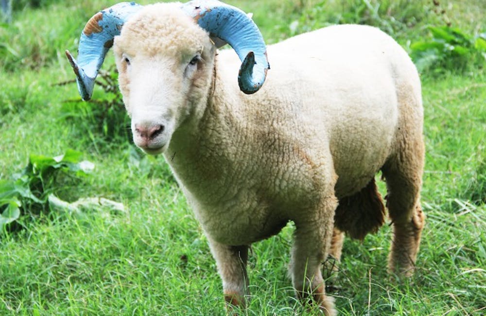After Rameses died last year, his replacement also died. This ram, named Rocky, is the new baby ram who was featured at Saturday's football game against Elon. He lives at Hogan Farm in Chapel Hill.