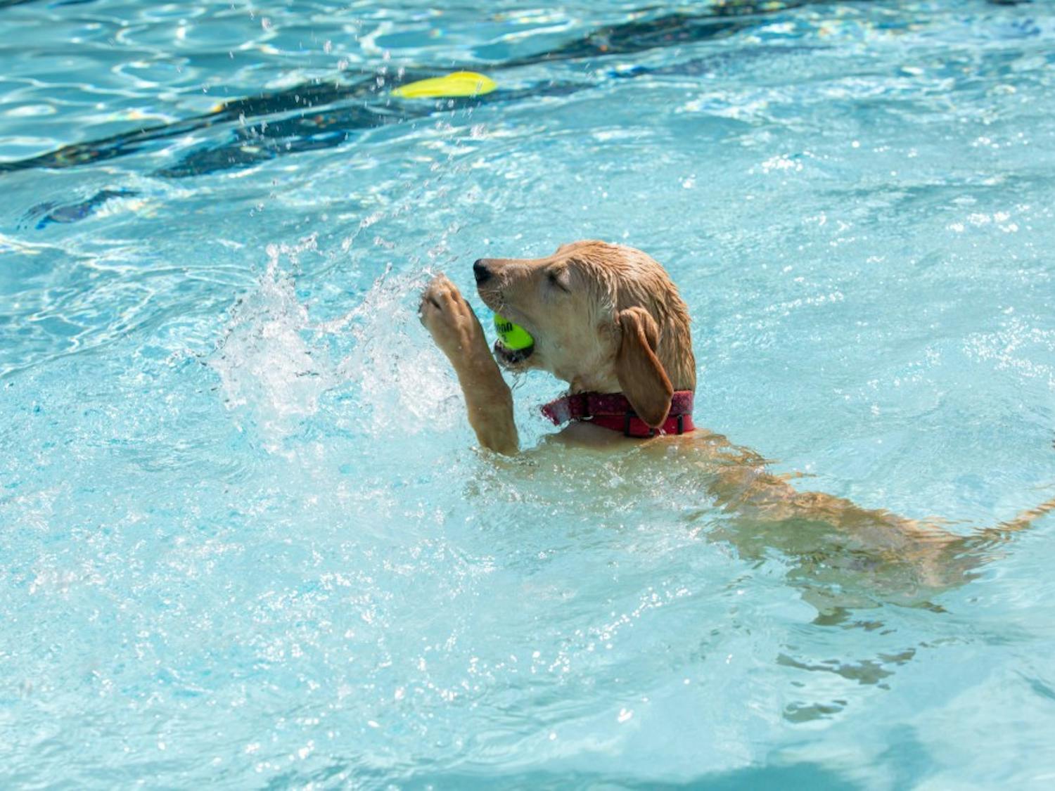Lab pup Brie catches a tennis ball at Orange County's 15th Annual Dog Swim at Heritage Hills Pool in Chapel Hill, NC on Sunday, Sept. 22, 2019.