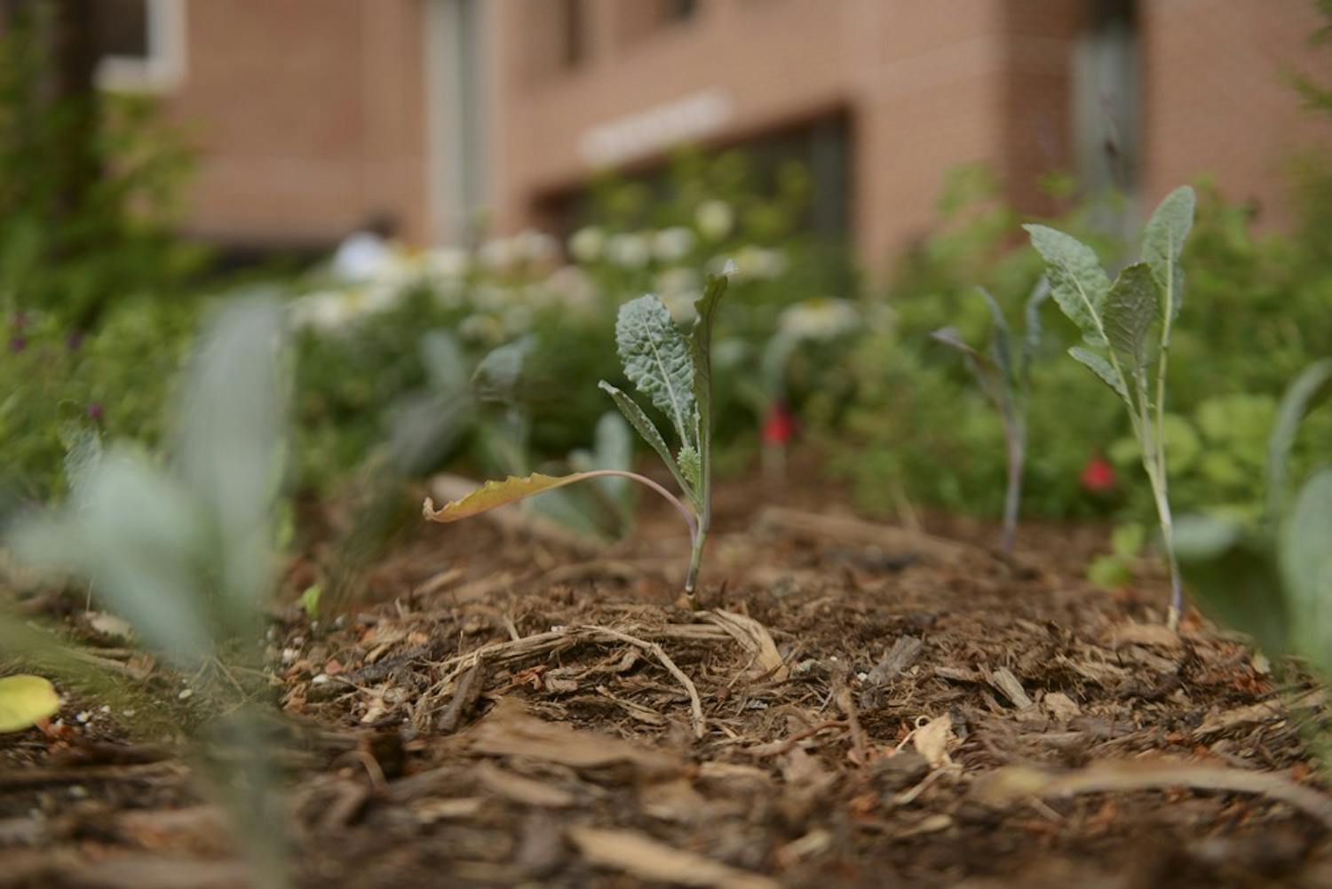 The Edible Campus new garden planting and celebration will take place this Saturday as part of the Earth Week festivities. 