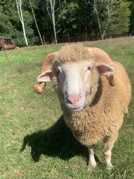 New sheep set to become Rameses XXII at Hogan’s Magnolia View Farm