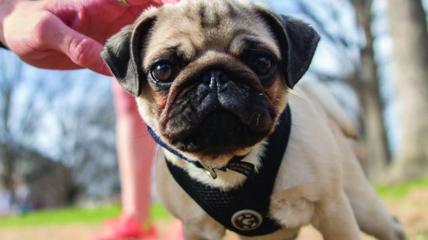 A baby pug named Yoda is pet in the quad. Students are now able to help dogs through their public relations campaign class.