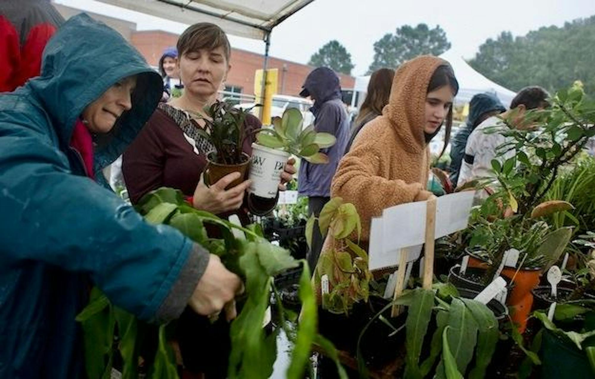 Rainy day plant shopping at PlantFest 2023 - Katie Rentzke.jpg