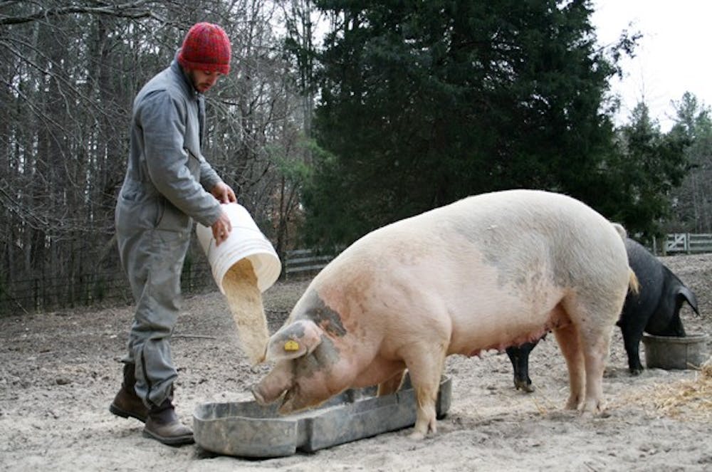 Will Soehner feeds the sows Tuesday morning in Chapel Hill on Eco Farm. DTH/Anika Anand