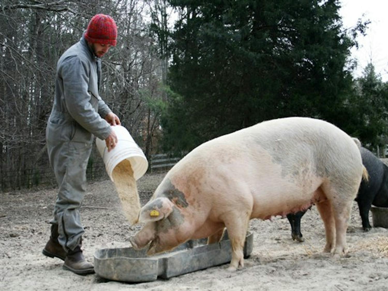 Will Soehner feeds the sows Tuesday morning in Chapel Hill on Eco Farm. DTH/Anika Anand