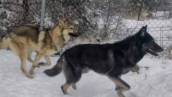 Two of the wolf dogs once held at the Orange County Animal Shelter enjoy their new home in Colorado.Photo courtesy of WolfWood Refuge.&nbsp;