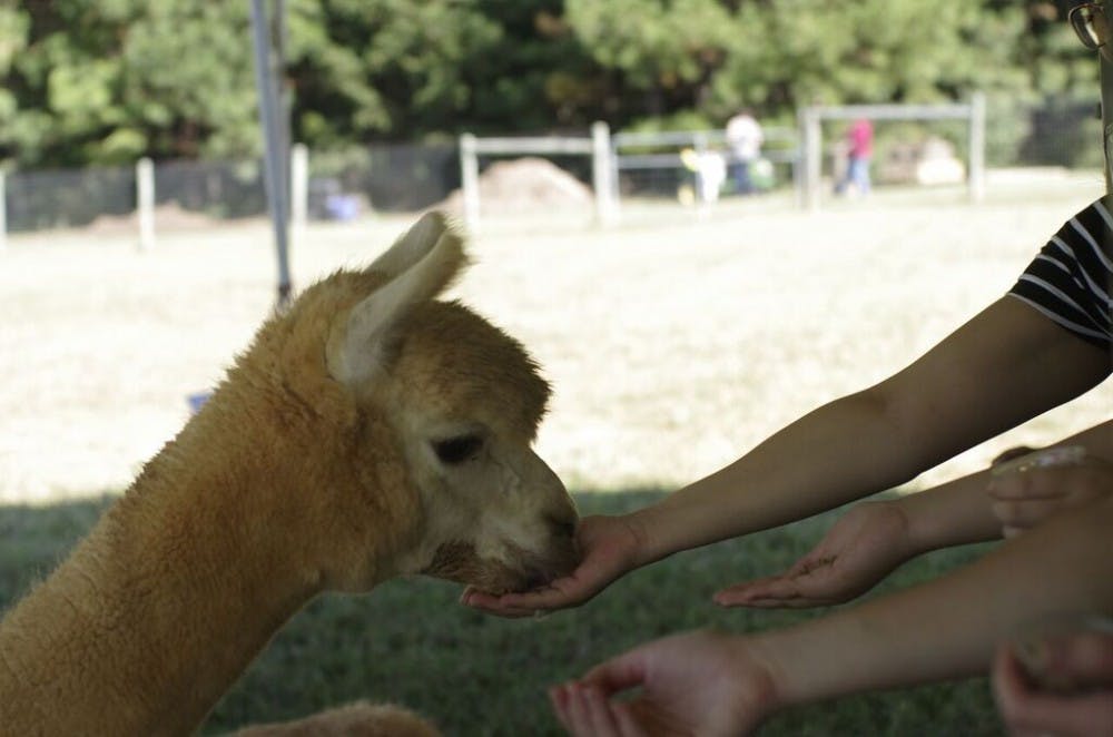 Orange County residents feed an alpaca at Perry Farm Alpacas in Hillsborough as part of National Alpaca Day on Saturday.&nbsp;