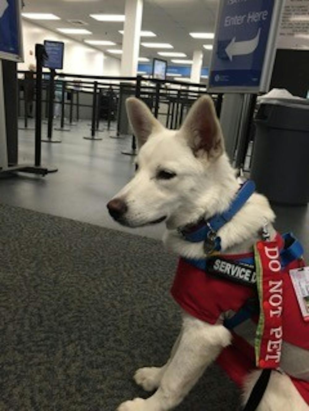 Korra is a white German Shepherd puppy. Andrea Pino, a recent UNC graduate, adopted Korra to help her cope with the effects of her sexual assault. Courtesy of Andrea Pino.