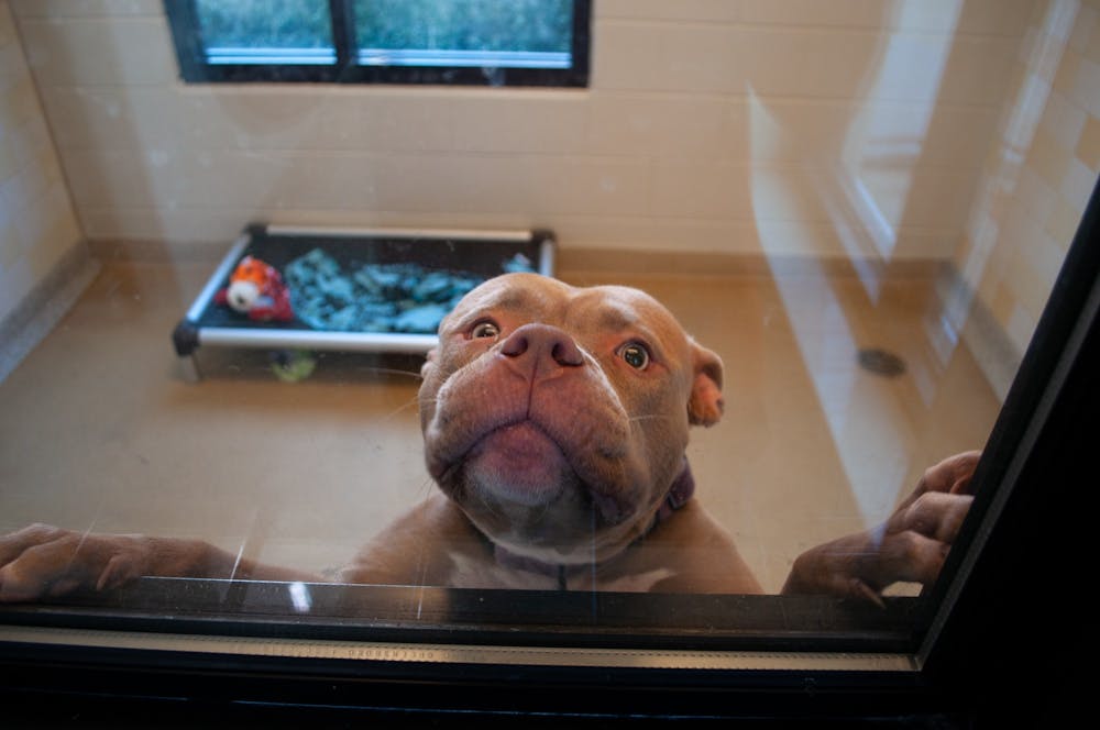 A variety of dogs, mainly pitbulls, wait to be adopted on Monday, March 21, 2022 at Orange County Animal Services.