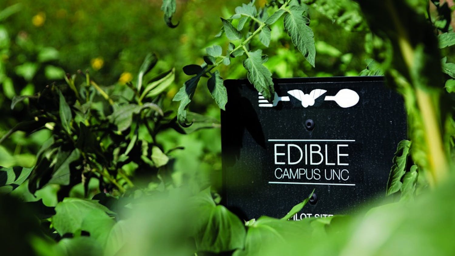 Edible Campus, with one site in front of Davis Library, works to help students know where their food is coming from.