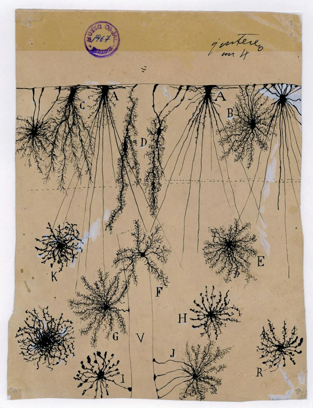 The Beautiful Brain: Drawings of Santiago Ramón y CajalImage CreditsWeisman Art MuseumJanuary 28 through May 21, 2017Cajal_drawing_m1967.jpgSantiago Ramón y Cajal,