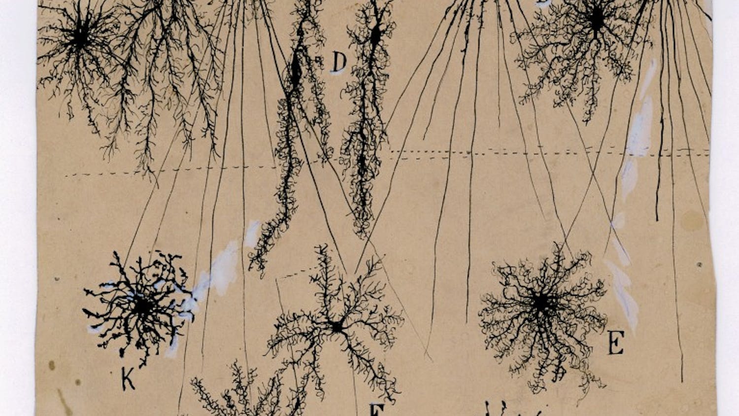 The Beautiful Brain: Drawings of Santiago Ramón y CajalImage CreditsWeisman Art MuseumJanuary 28 through May 21, 2017Cajal_drawing_m1967.jpgSantiago Ramón y Cajal,