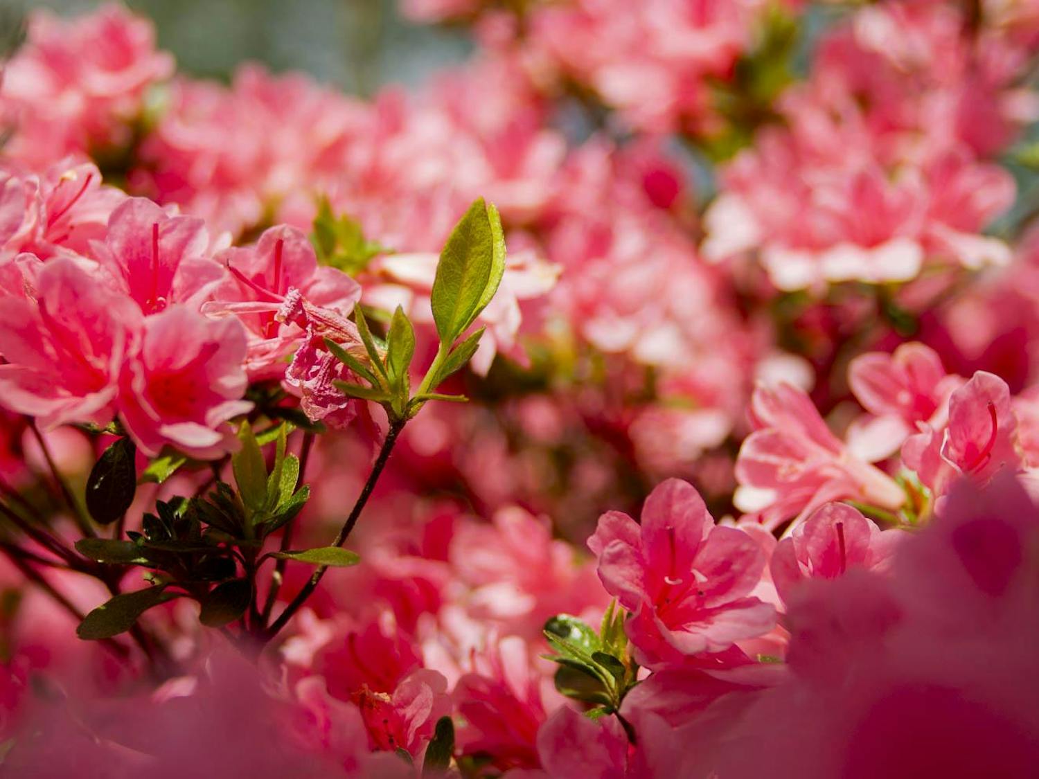 20240402_Austin_university-arboretum-flowers-spring--10.jpg