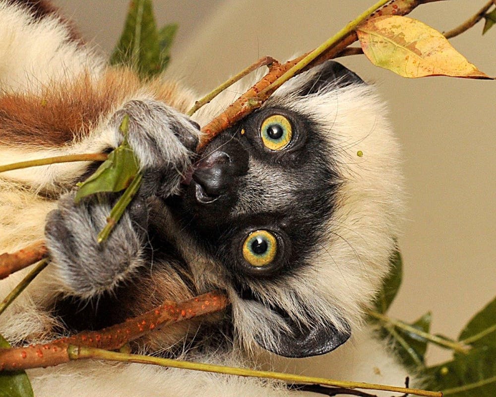 lemur.jpg