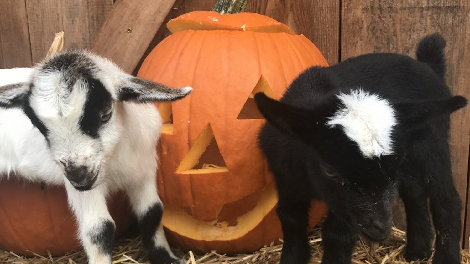Goats with Pumpkins