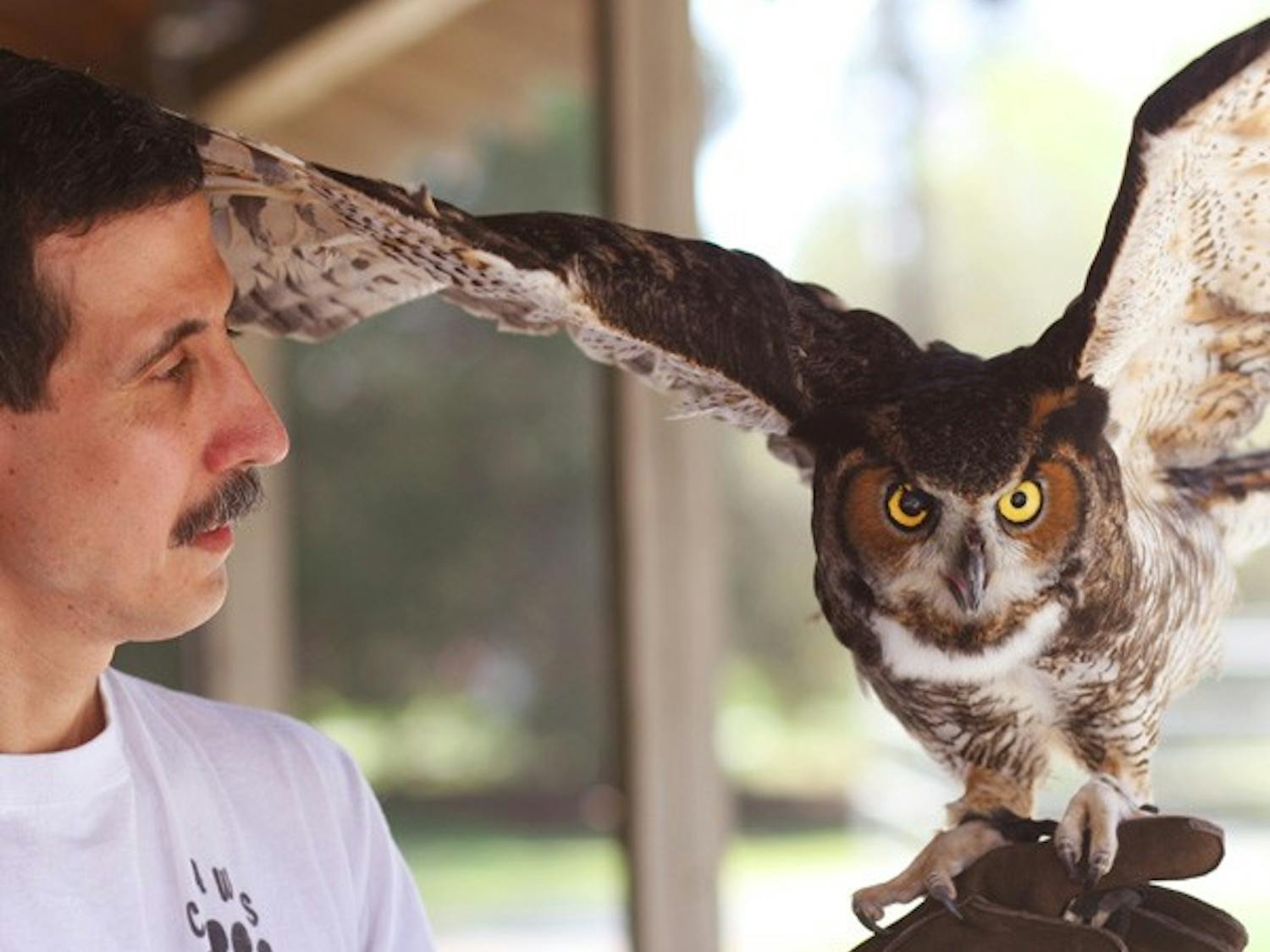 Vincent Mammone of Chapel Hill-based Creative Learning About Wildlife Species holds a great horned owl. DTH/ Katherine Vance