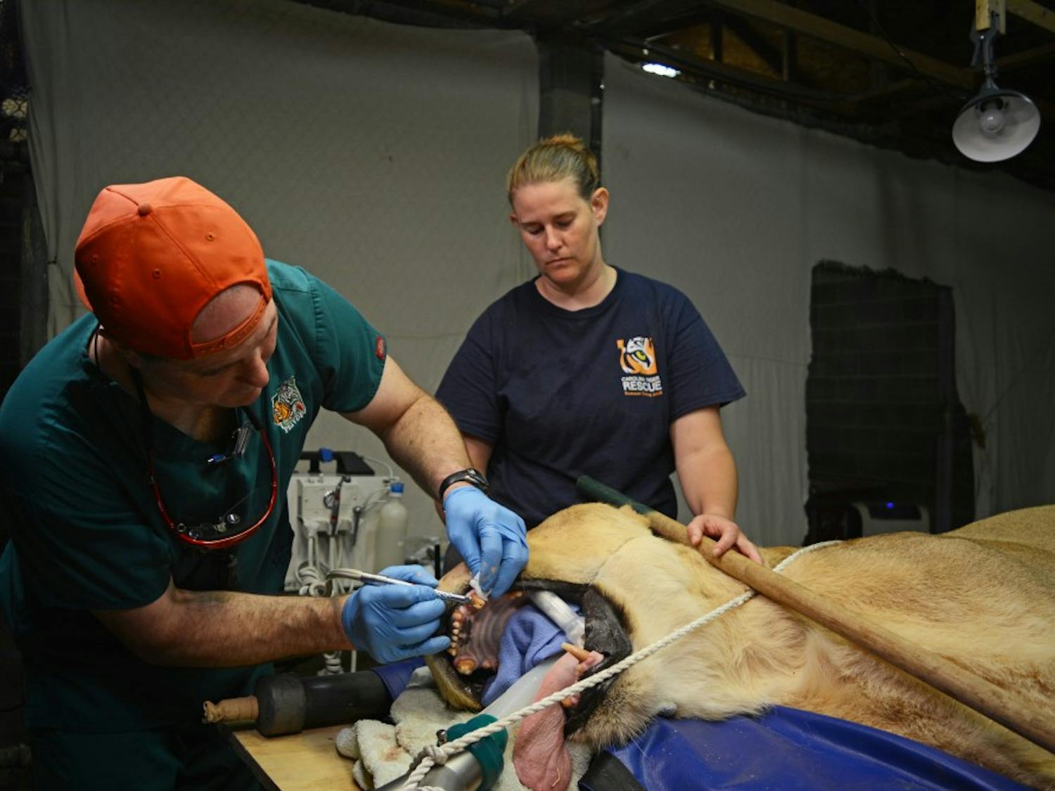 Dr. Barron Hall (left) performs a root canal on Sebastian, with assistance from senior keeper Lauren Humphries.