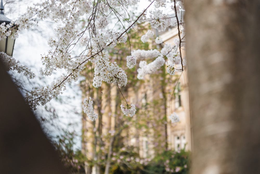 <p>Spring foliage blooming in Chapel Hill N.C.on Monday, March 6, 2023.</p>