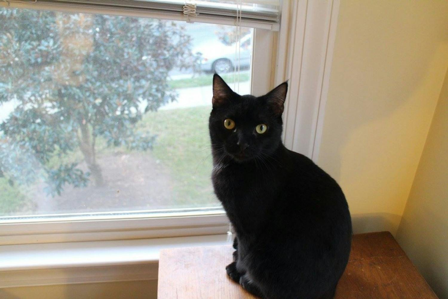 Former editor-in-chief Tyler Fleming's cat, Ariel, poses for a photo.&nbsp;
