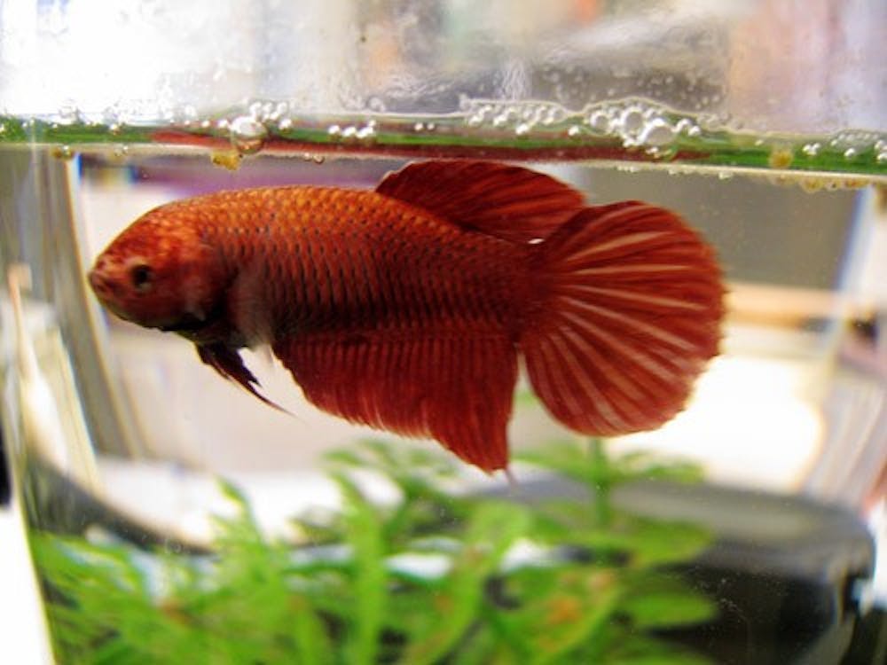 	<p>Betta fish. Photo from <a href="http://www.flickr.com/photos/mr_t_in_dc/4546611861/">Mr. T in DC</a> on Flickr Creative Commons.</p>