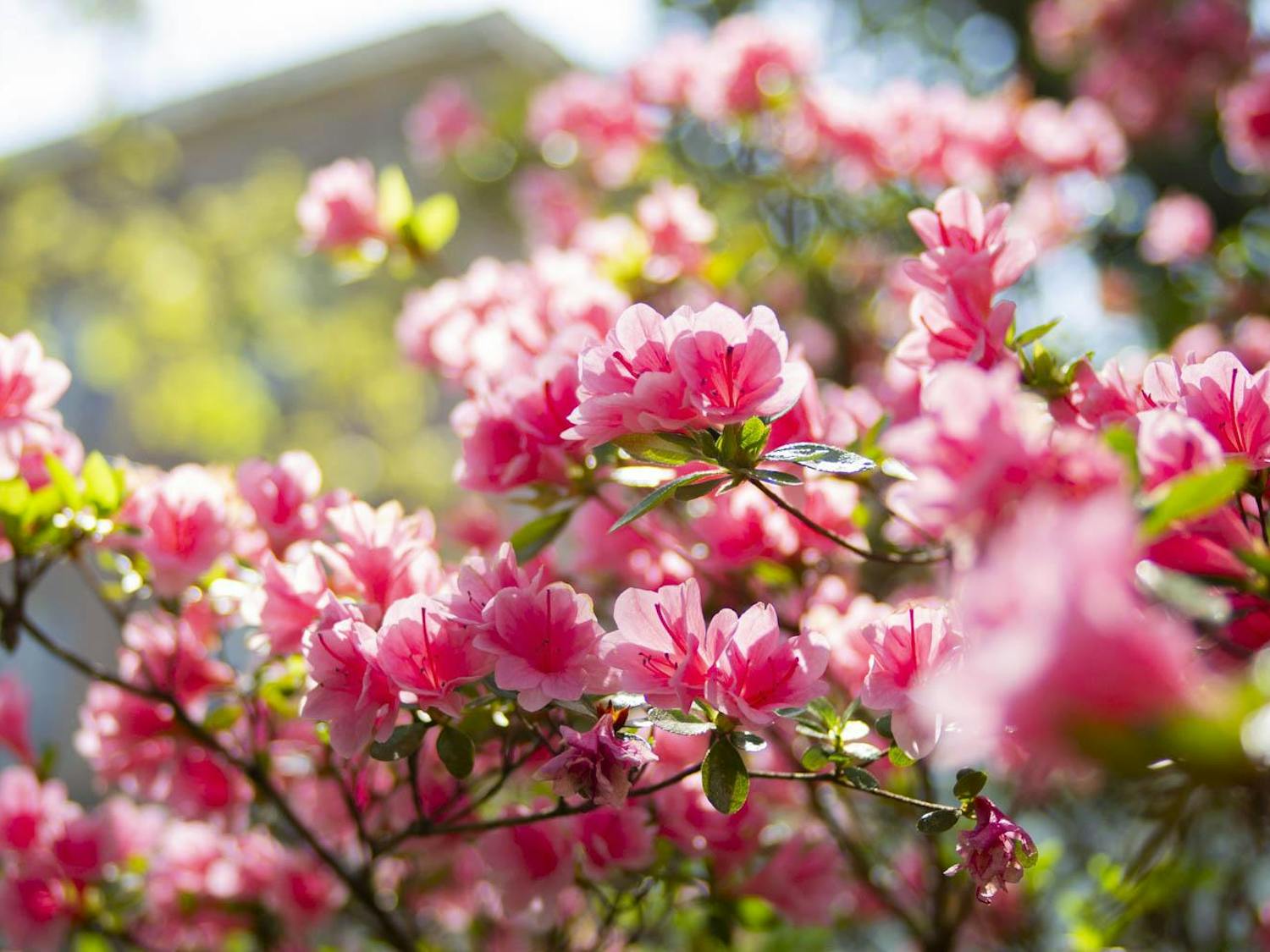 20240402_Austin_university-arboretum-flowers-spring--8.jpg