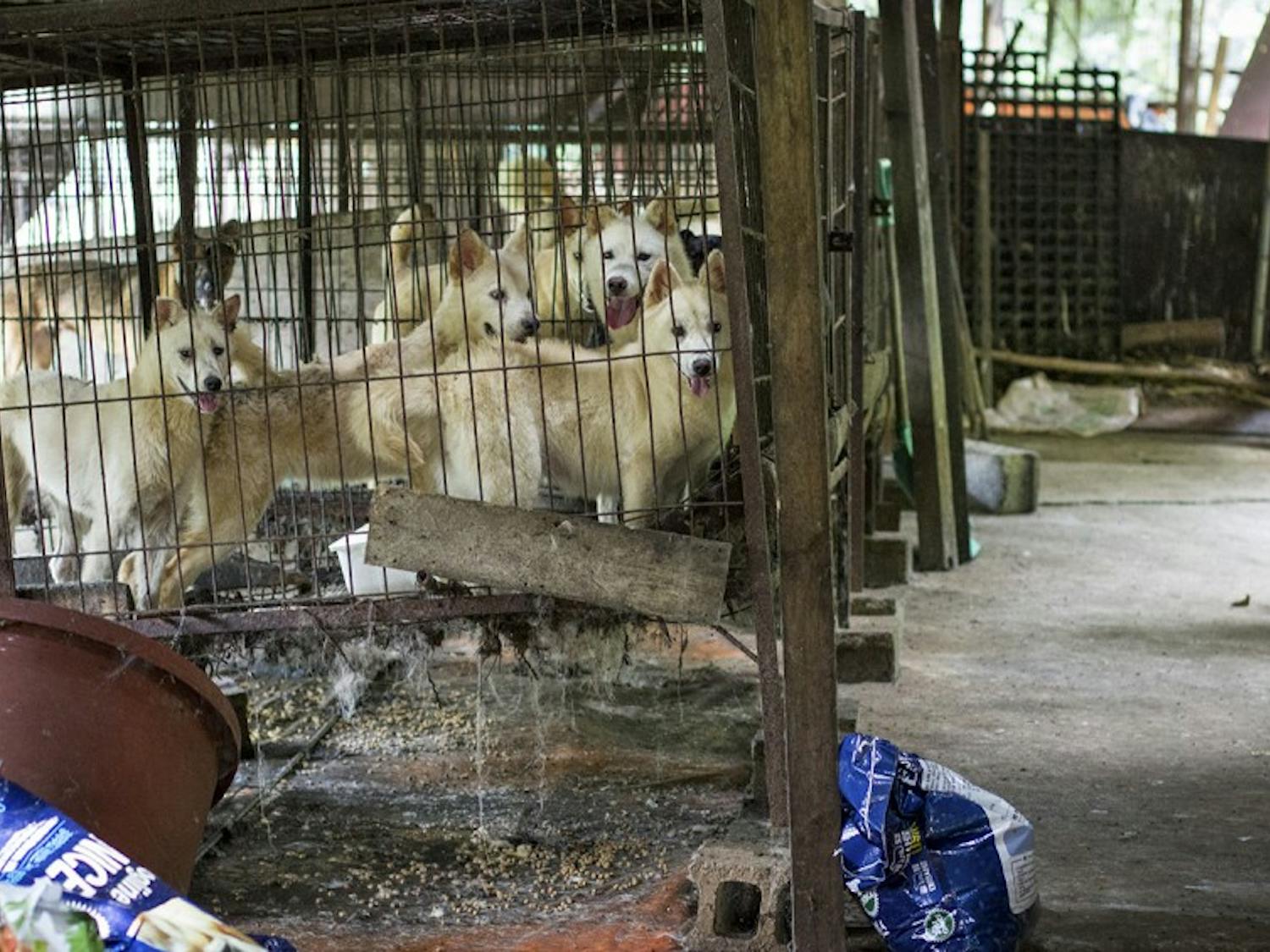 Dogs that were rescued from a dog meat farm in Jeonju, South Korea.