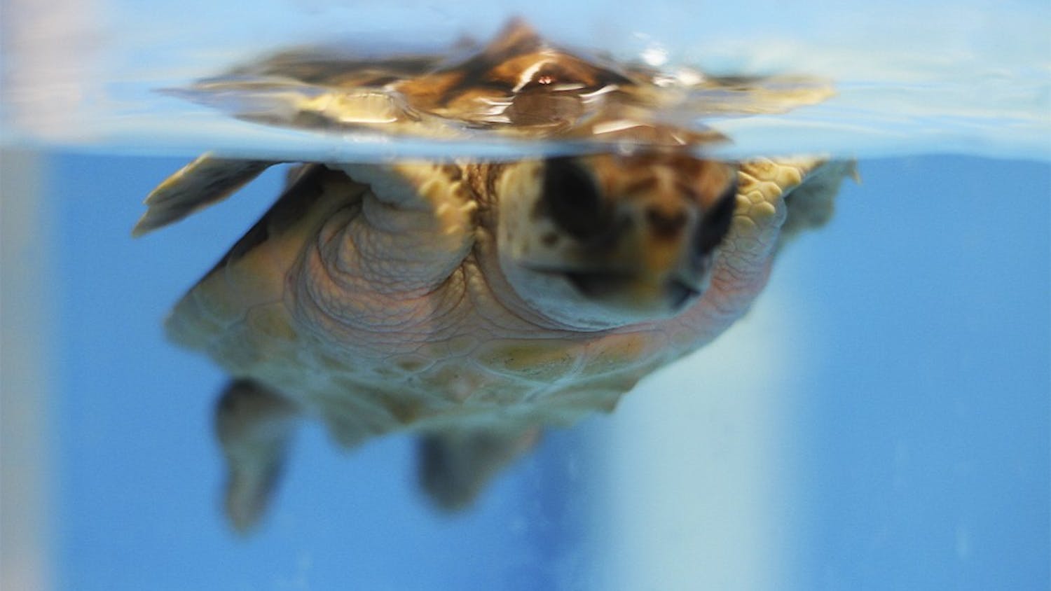 Ken Lohmann has has been studying turtles art UNC for the past 13 years, but he and his wife have been studying them since 1995. "Sea turtles aren't for everyone, but I never get sick of them," he said.