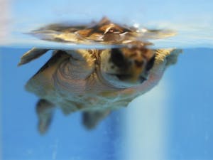 Ken Lohmann has has been studying turtles art UNC for the past 13 years, but he and his wife have been studying them since 1995. "Sea turtles aren't for everyone, but I never get sick of them," he said.