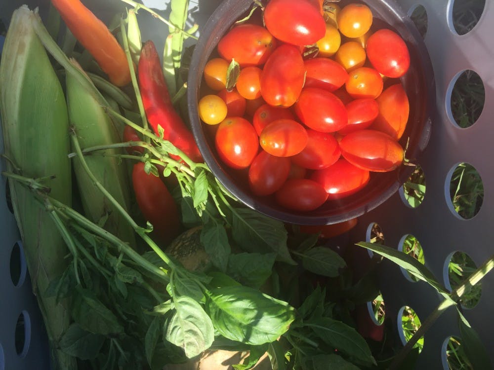 <p>A harvest from the Eco-Institute farm. Photo courtesy of Abbey Cmiel.&nbsp;</p>