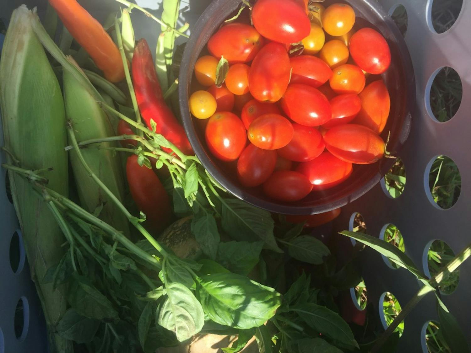A harvest from the Eco-Institute farm. Photo courtesy of Abbey Cmiel.&nbsp;