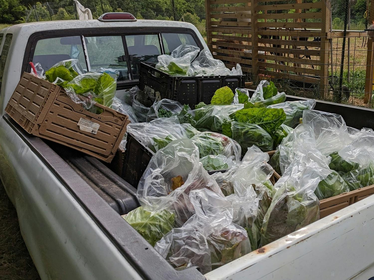 A truck prepares to deliver a truck full of produce from Hillsborough Community Garden to PORCH Hillsborough. 
Photo courtesy of Hillsborough Community Garden.