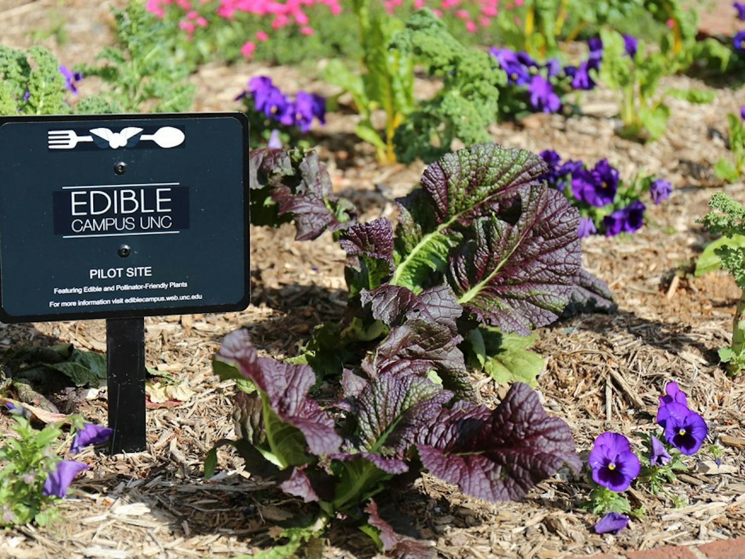 The Edible Campus project features edible and pollinator-friendly plants in nine different satellite gardens around campus. About 700 plants have been installed so far.