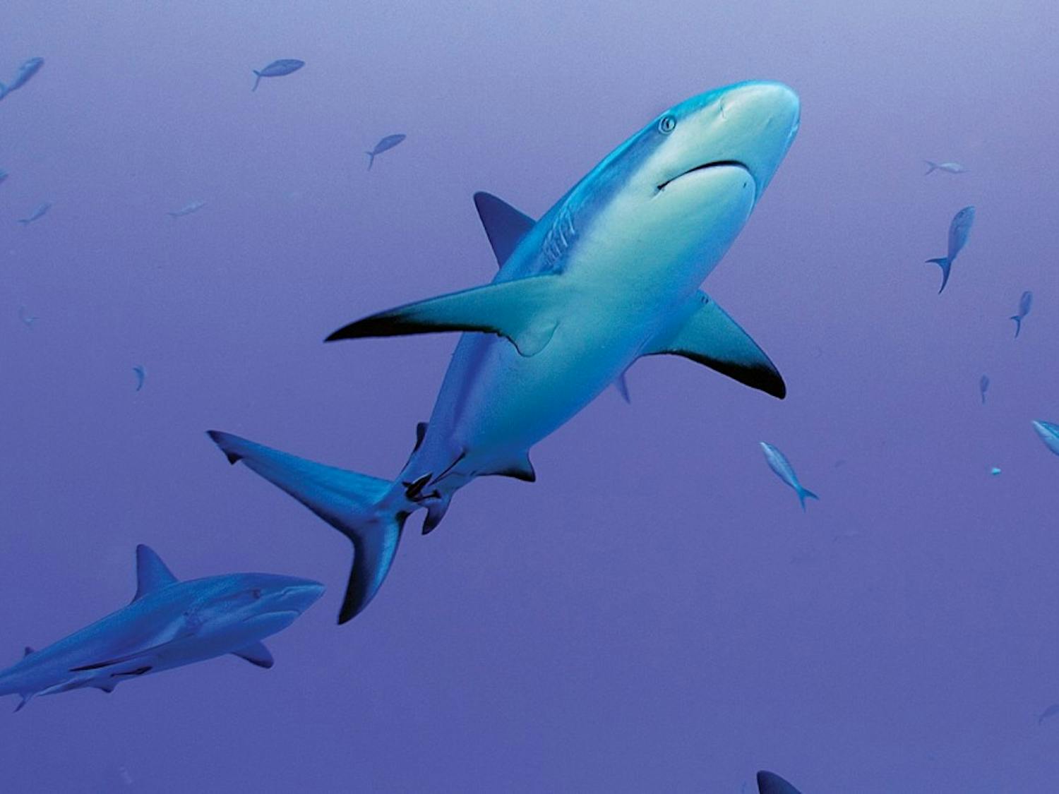 Neil Hammerschlag captured a high-definition photo of reef sharks swimming with fish. (Photo courtesy of Neil Hammerschlag)