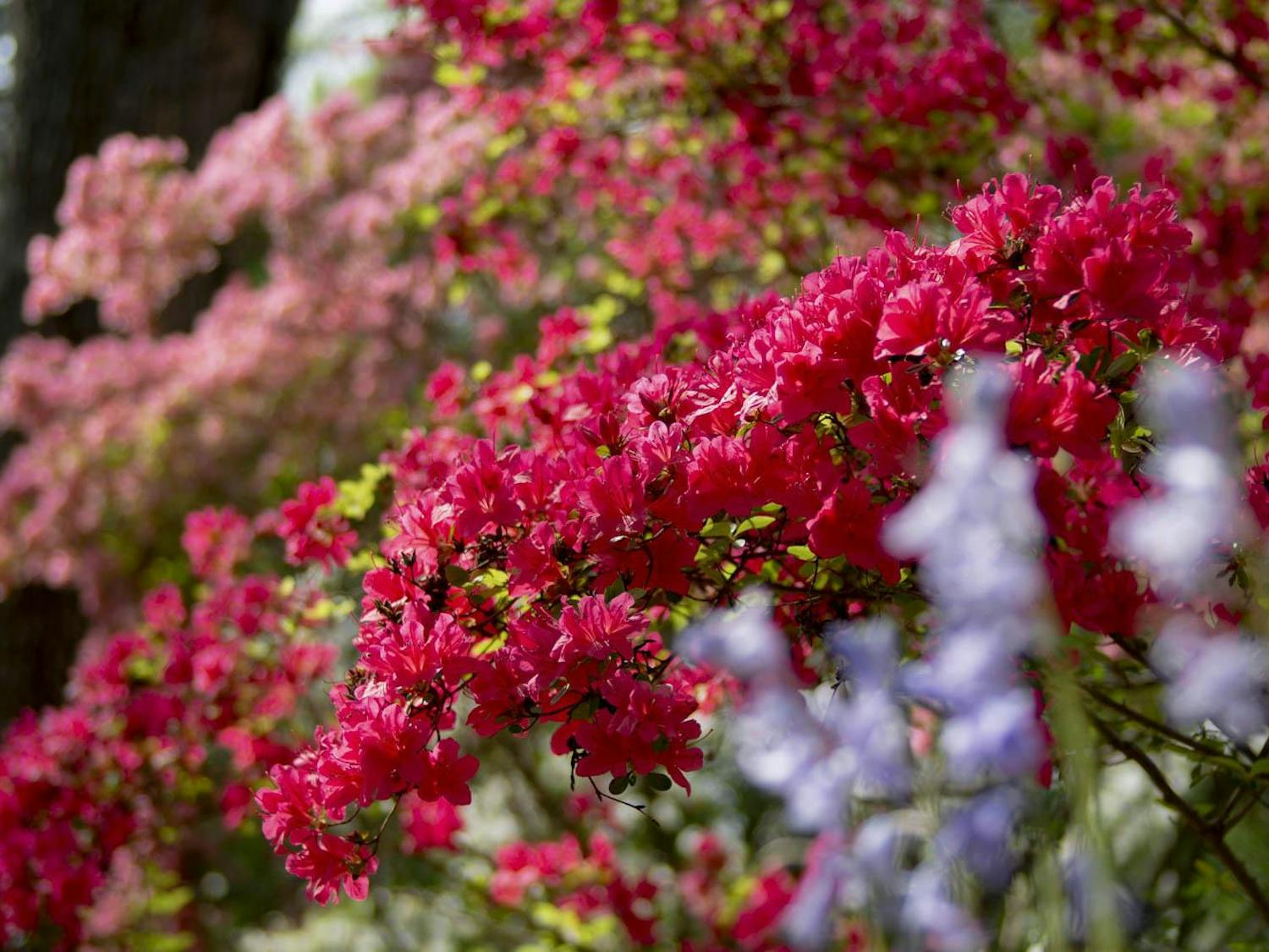 20240402_Austin_university-arboretum-flowers-spring--14.jpg