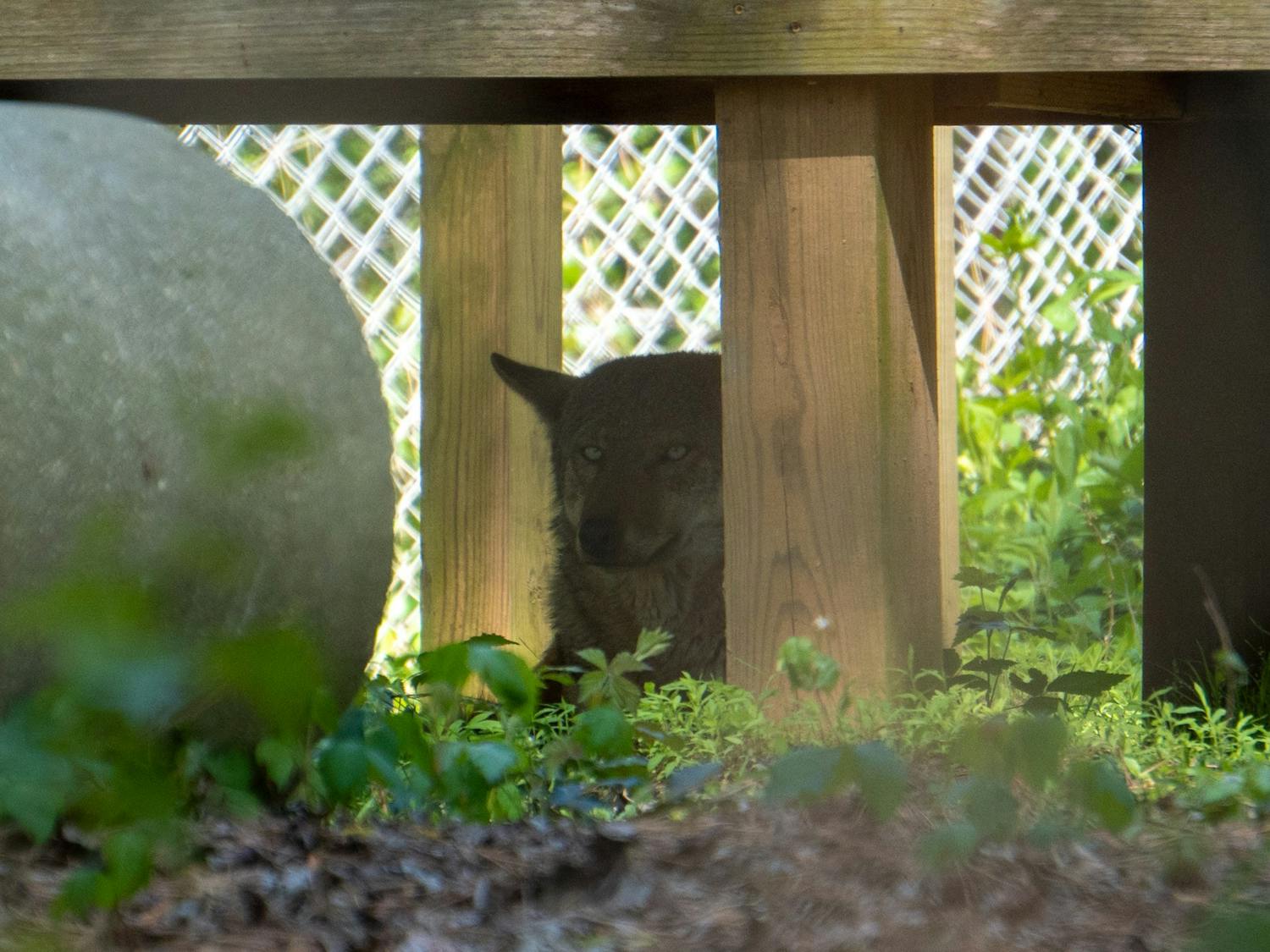 A red wolf rests in the shade in an enclosure at the Carolina Tiger Rescue on Wednesday, April 20, 2022.